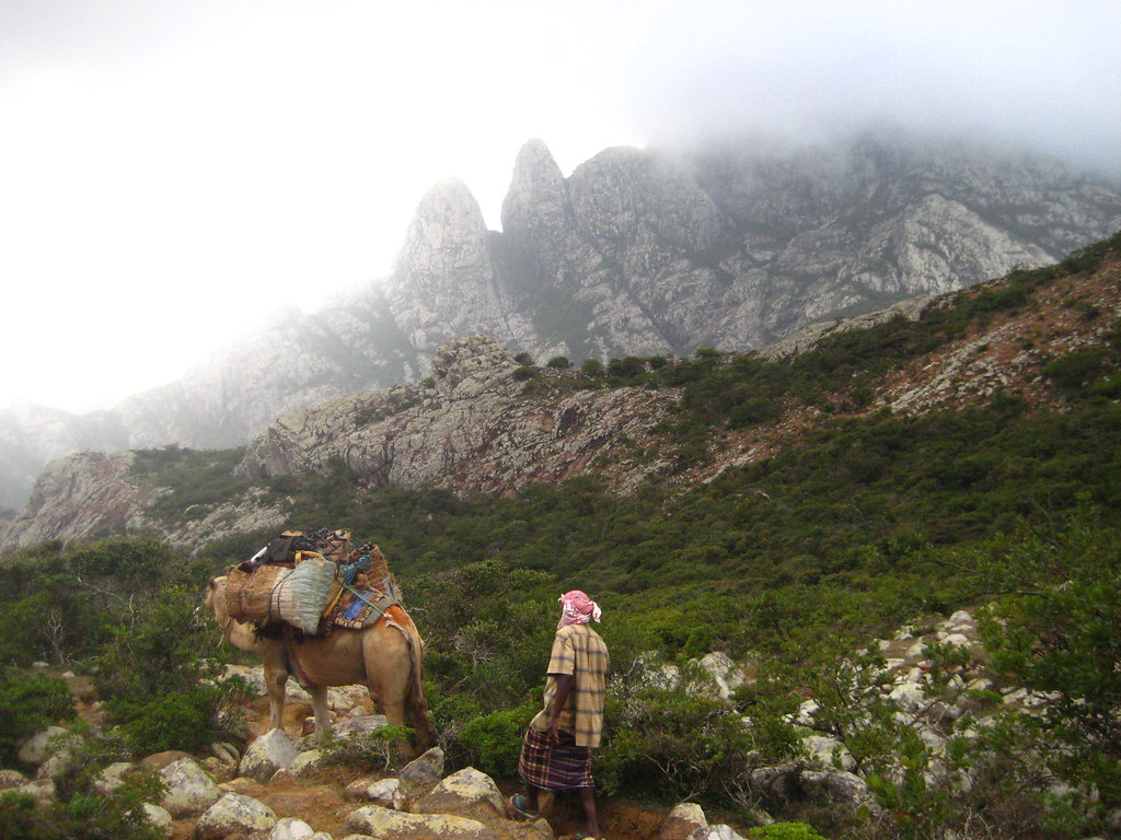 Socotri Camel Culture