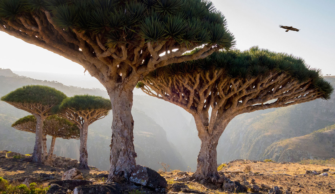 Dragon Blood Tree Socotra